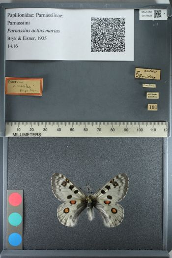 Media type: image;   Entomology 174628